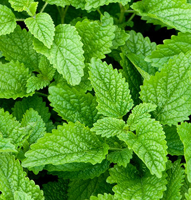 Lemon Balm Seeds | Grow Your Own Medicinal Herb | Off-Grid Homestead & Apothecary Garden