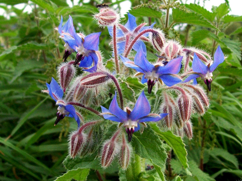 Borage Seeds | Medicinal Herb & Survival Garden Companion Plant