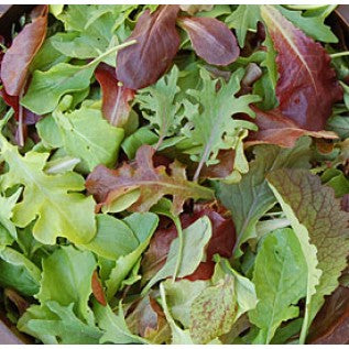 Mixed greens including red and green leaves