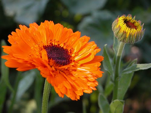 Calendula Pacific Beauty Seeds | Medicinal & Survival Garden Herb
