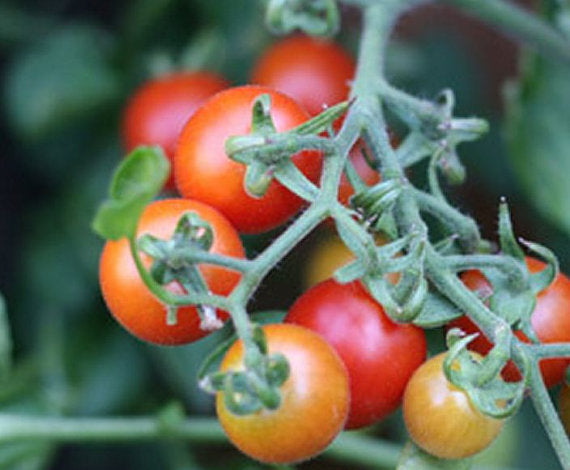 Peacevine Cherry Tomato Seeds | Sweet High-Yield Tomato for Home & Survival Gardens