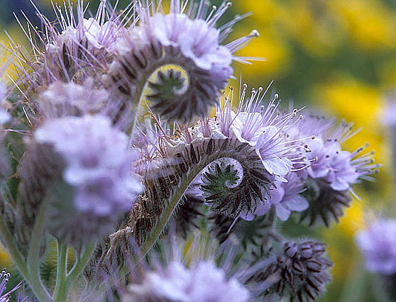 Lacy Phacelia Seeds | Pollinator Powerhouse & Cover Crop for Survival Gardens