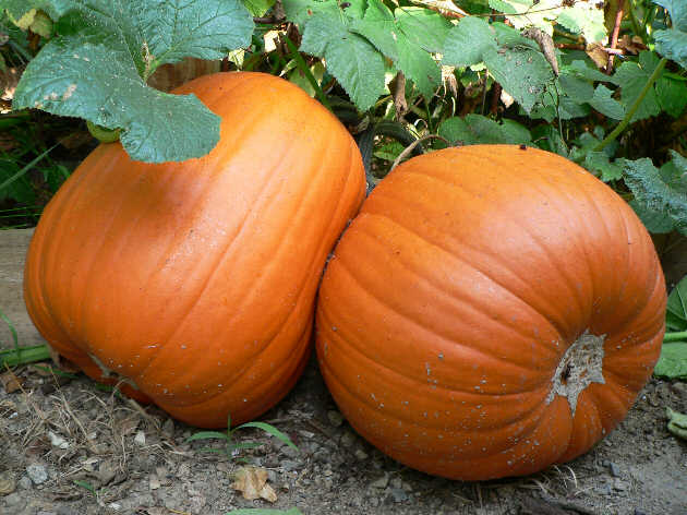 Jack O' Lantern Pumpkin Seeds | Classic Carving & Edible Homestead Pumpkin