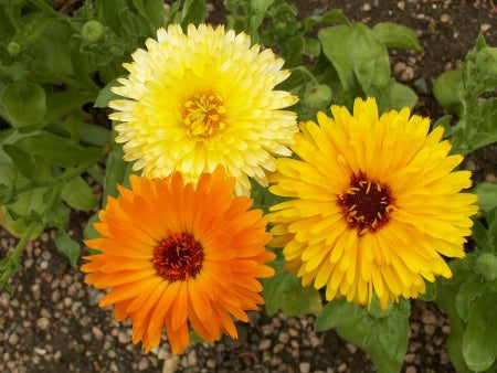 Calendula Pacific Beauty Seeds | Medicinal & Survival Garden Herb