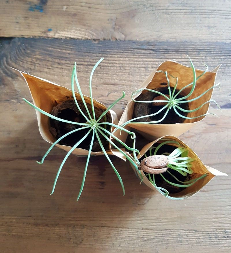 🌳 Tree Growing Kit | 3 Trees + We Plant 30 More | Biodegradable | Gift Pack