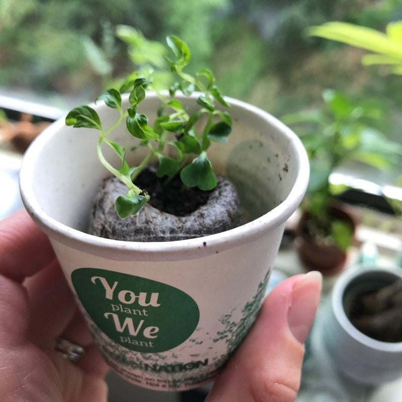 🌳 Tree Growing Kit | 3 Trees + We Plant 30 More | Biodegradable | Gift Pack