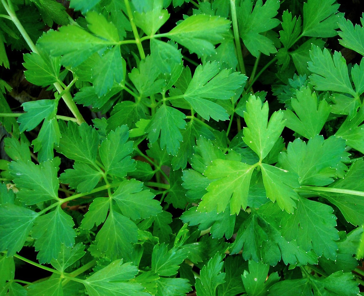 Dark Green Italian Flat Leaf Parsley Seeds | Culinary & Medicinal Herb