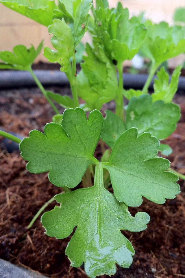 Dark Green Italian Flat Leaf Parsley Seeds | Culinary & Medicinal Herb