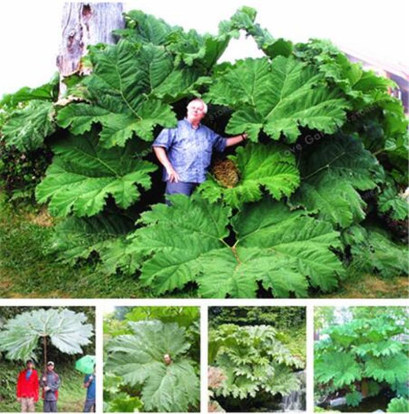 Gunnera Manicata Seeds | Giant Rhubarb | 50 Seeds | Off-Grid & Homestead Garden