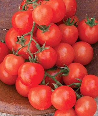 Sweetie Cherry Tomato Seeds | High-Yield Sweet Tomato for Home & Survival Gardens